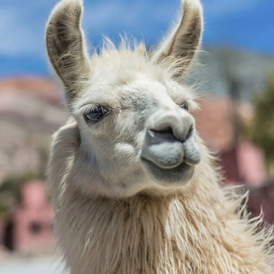 Llama en el norte argentino