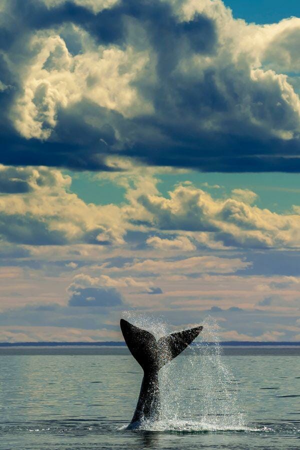 Ballena en Puerto Madryn