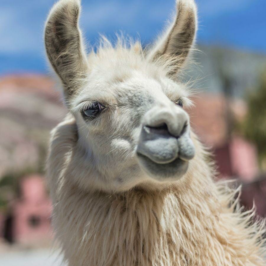 Llama en el norte argentino