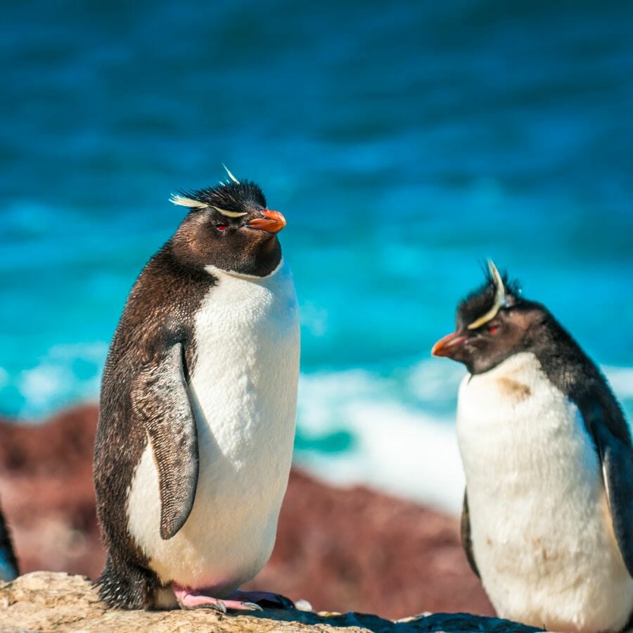 Pingüinos de Magallanes